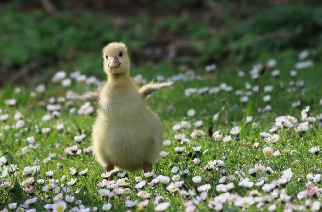 yellow chick on green grass during daytime